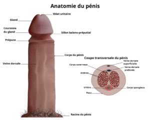 Après pénoplastie Tunisie