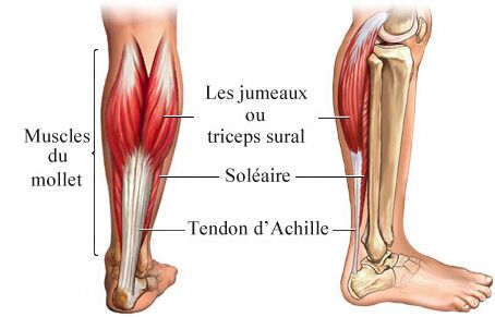 Augmentation mollets